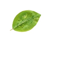 Logo Upload